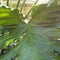 Sunny Split-Leaf Philodendron
