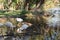 Sunny spotlight on ibis in shallow water