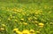 Sunny spring background field yellow dandelions