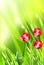Sunny spring background with three tulip flowers of red color. Vertical summer banner with tulips on abstract greenery backdrop