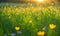 Sunny spring field: Vibrant flowers under the sun