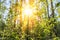 Sunny spring forest landscape. Young green leaves of tree bush in forest