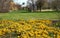 Sunny spring landscape with blooming yellow crocuses