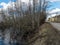 Sunny spring landscape with a flooded river, rotten old trees and fallen ground, thin water