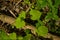 Sunny spring leafs and branches on the forest floor