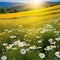 sunny spring summer Natural colorful panoramic landscape with many wild flowers and blue