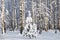 Sunny spruce tree underneath the snow, winter birch forest on background