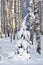 Sunny spruce tree underneath the snow, winter birch forest on background