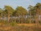 Sunny spruce trees with high trunks in Kalmthout heath