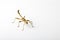 Sunny stick insect on bright background.