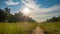 Sunny summer day after the storm. Beautiful meadow with mist. Path in field with wildflowers.