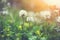 Sunny summer field, green grass and clover wild flowers