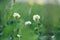 sunny summer field, green grass and clover wild flowers