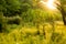 Sunny summer forest view. Vibrant landspace photo.