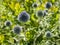 Sunny Summer Garden with Purple Globe Thistles