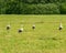 Sunny summer landscape with a meadow and a colony of storks, summer