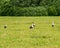 Sunny summer landscape with a meadow and a colony of storks, summer
