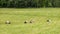 Sunny summer landscape with a meadow and a colony of storks, summer