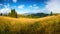 Sunny summer landscape. Summer hills of Carpathians with wildflowers.