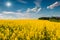 Sunny summer morning in field of blossoming colza