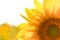 Sunny Sunflower Close up