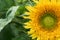 Sunny sunflower grows on the home bed. Natural background