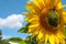 Sunny sunflower with landscape and summer sky.