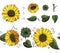 Sunny sunflower set and brush. Vector graphics