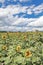 Sunny sunflowers and corn field blue cloudy sky