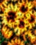 Sunny Sunflowers Oil painting on canvas. fractal effect.