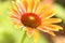 Sunny sunrise echinacea or yellow coneflower