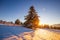 Sunny sunrise over snowy hills with pine tree