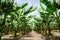 Sunny trail in banana palm trees orchard plantation