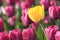 Sunny tulip in violet glade