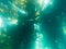 Sunny Underwater Kelp