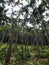 Sunny view of a Areca catechu palm forest in Queens Town