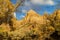 Sunny view of the autumn landscape of Zion National Park
