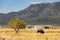 Sunny view of a Bison eating grass on the ground