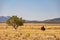 Sunny view of a Bison eating grass on the ground