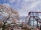 Sunny view of the Fujikyu Highland with cherry blossom