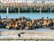 Sunny view of many sea lion on the port