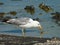 Sunny view of the Mono lake with full of Alkali fly and a seagull