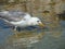 Sunny view of the Mono lake with full of Alkali fly and a seagull