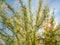Sunny view of Parkinsonia florida blossom