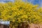 Sunny view of Parkinsonia florida blossom