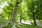 Sunny view of some maple tree and root landscape