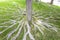 Sunny view of some maple tree and root landscape