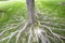 Sunny view of some maple tree and root landscape