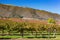 Sunny view of the vineyard landscape of Salinas Valley