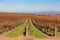 Sunny view of the vineyard landscape of Salinas Valley